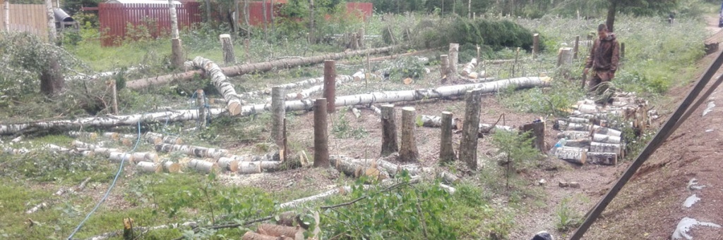 Расчистка земельных участков от деревьев и кустарников в Московской области